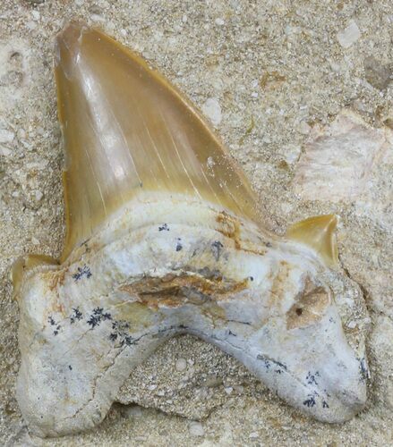 Otodus Shark Tooth Fossil In Rock - Eocene #60205